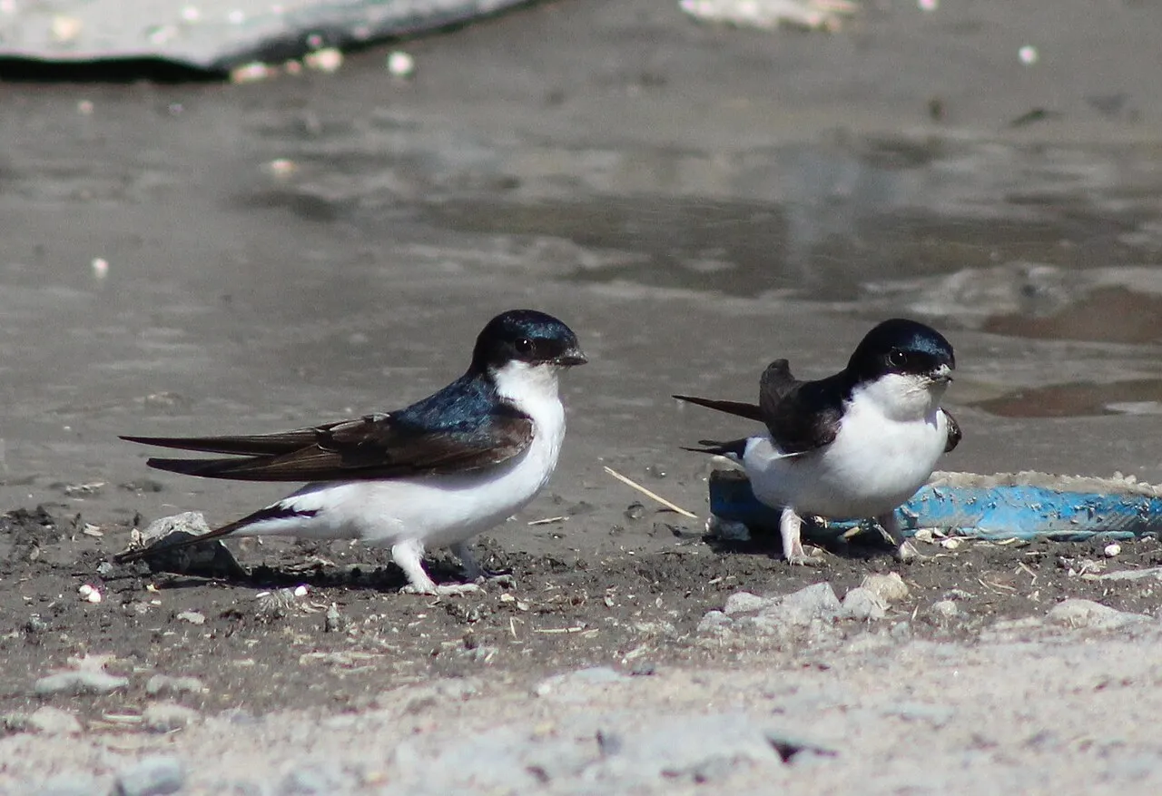Huiszwaluwen (Delichon urbicum) verzamelen modder voor hun nest in Oulu, Finland.